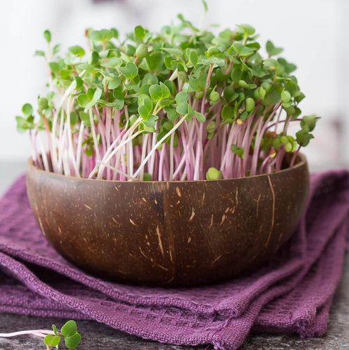 Microgreen Radieschen © Grow-Grow Nut Microgreen Radieschen © Grow-Grow Nut