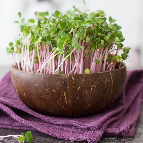 Microgreen Radieschen © Grow-Grow Nut