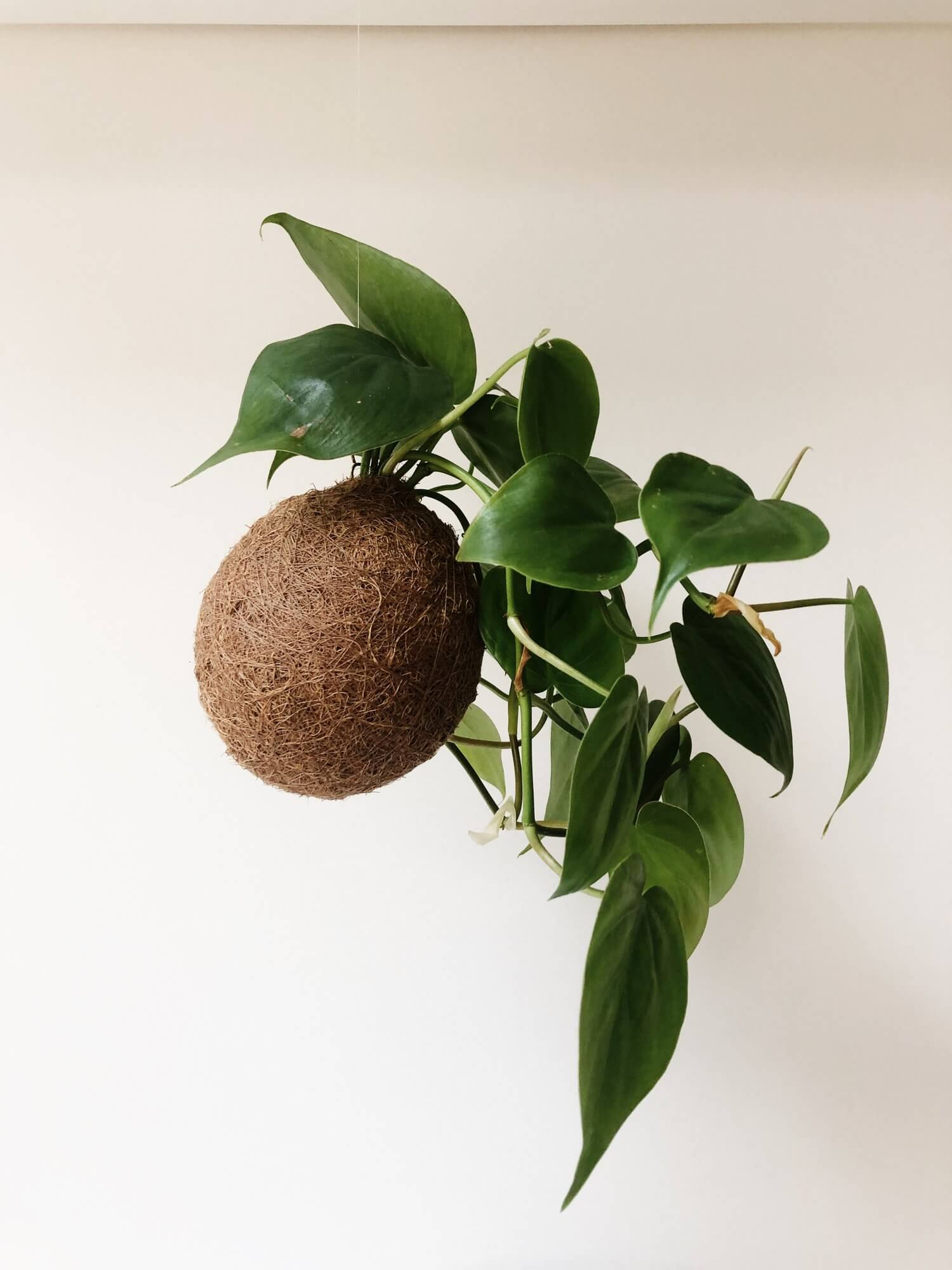 Philodendron Scandens Kokedama Pflanzenbommel von hausjungle