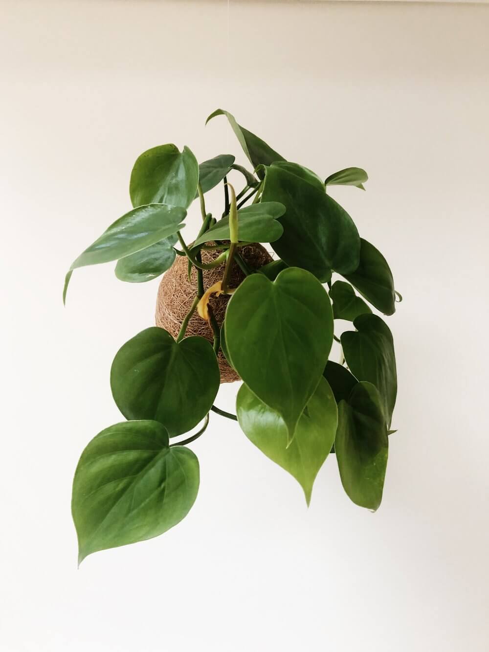 Philodendron Scandens Kokedama Pflanzenbommel von hausjungle