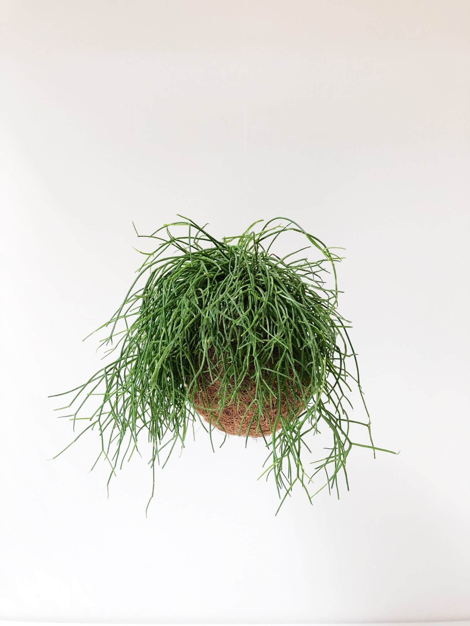 Rhipsalis Cassutha Kokedama Pflanzenbommel von hausjungle