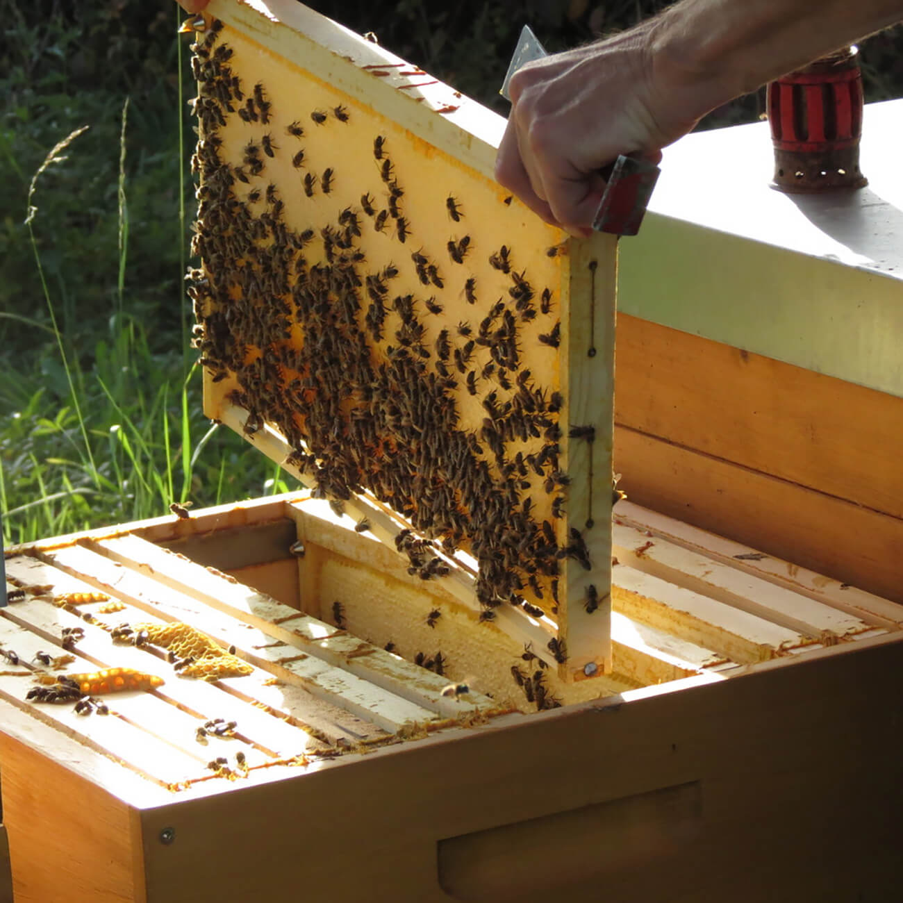 Wabe mit Bienen von IMKERGLÜCK
