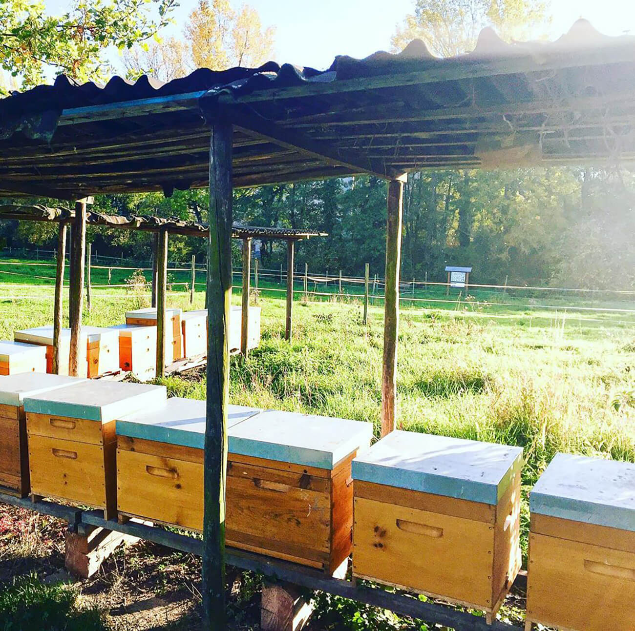 Bienenkästen von IMKERGLÜCK