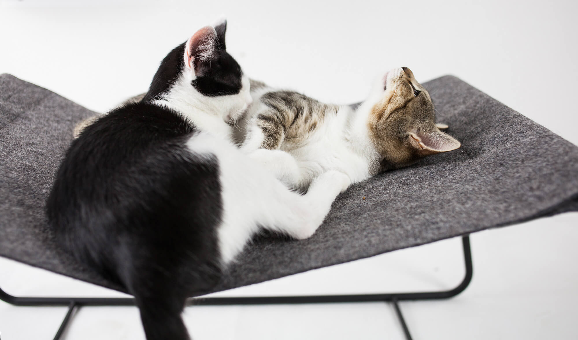 Katzen Liegebett FLOAT © LucyBalu