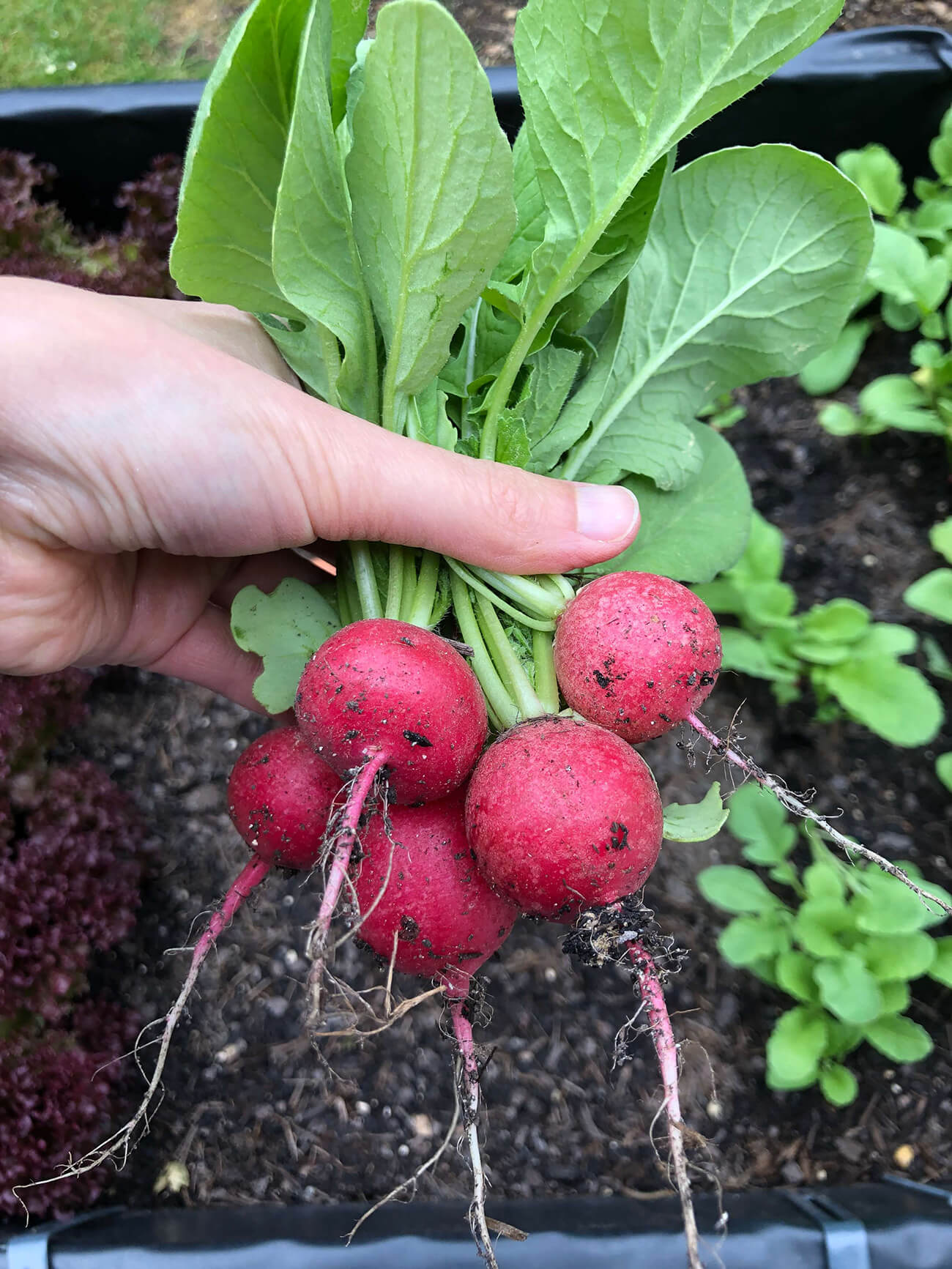 Radieschen-Ernte aus dem Hochbeet von Kerstin Eitner