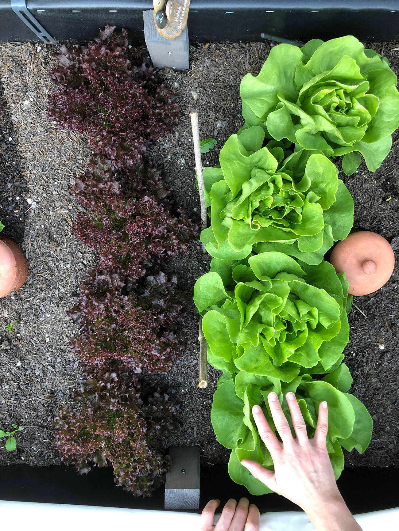 Pflücksalat und Kopfsalat im Hochbeet © Kerstin Eitner