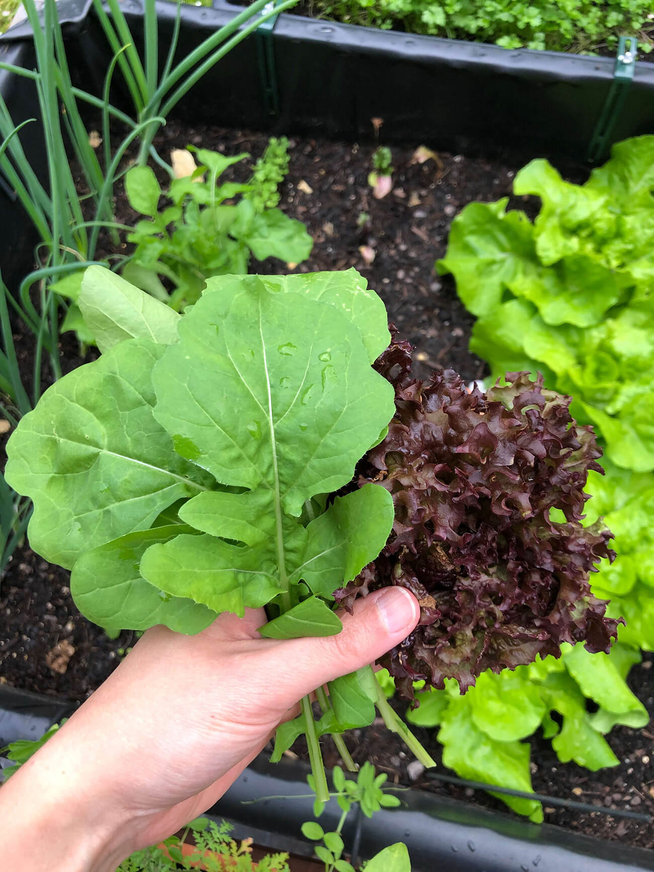 Salaternte aus dem Hochbeet von Kerstin Eitner
