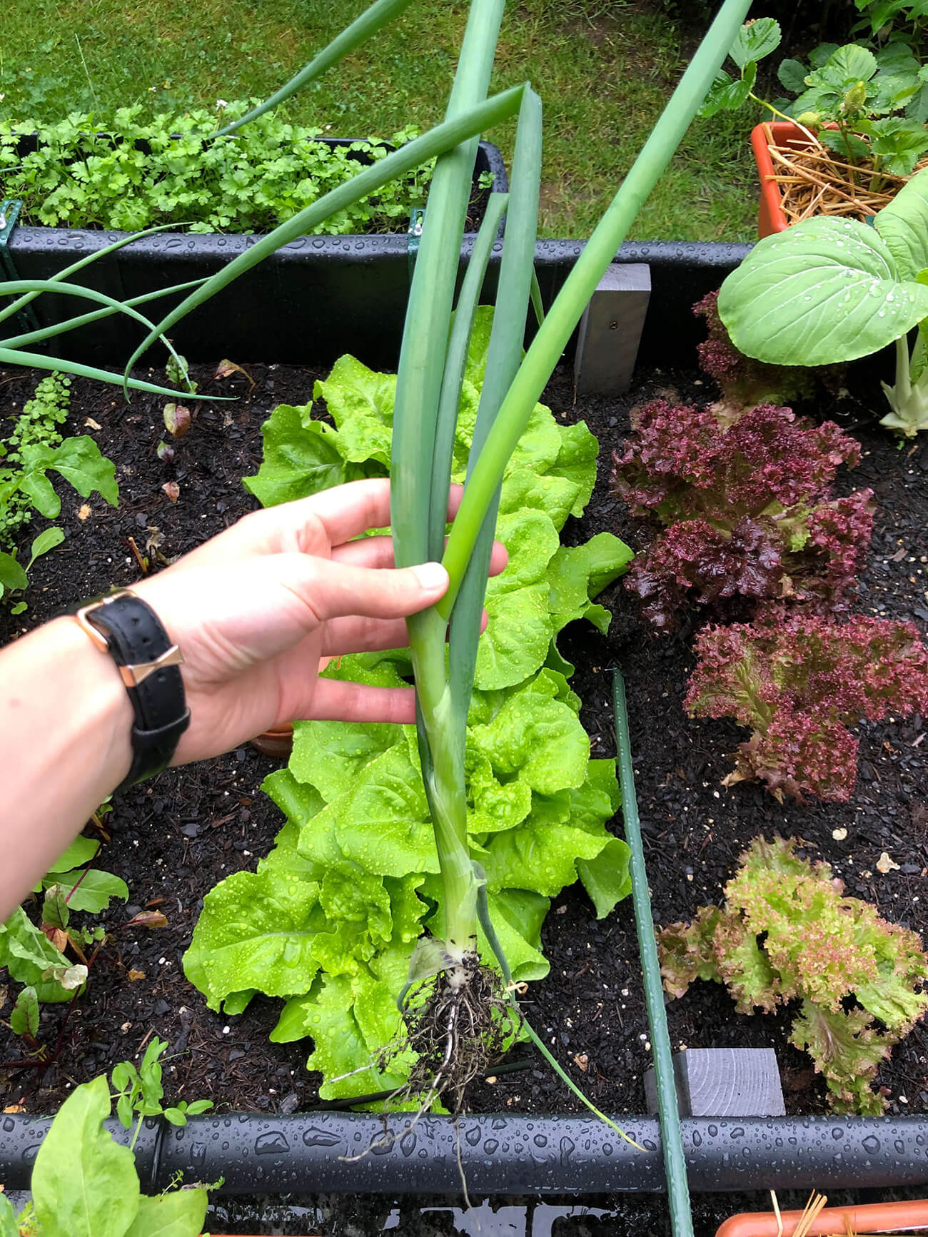 Eigene Lauchzwiebel aus dem Hochbeet von Kerstin Eitner