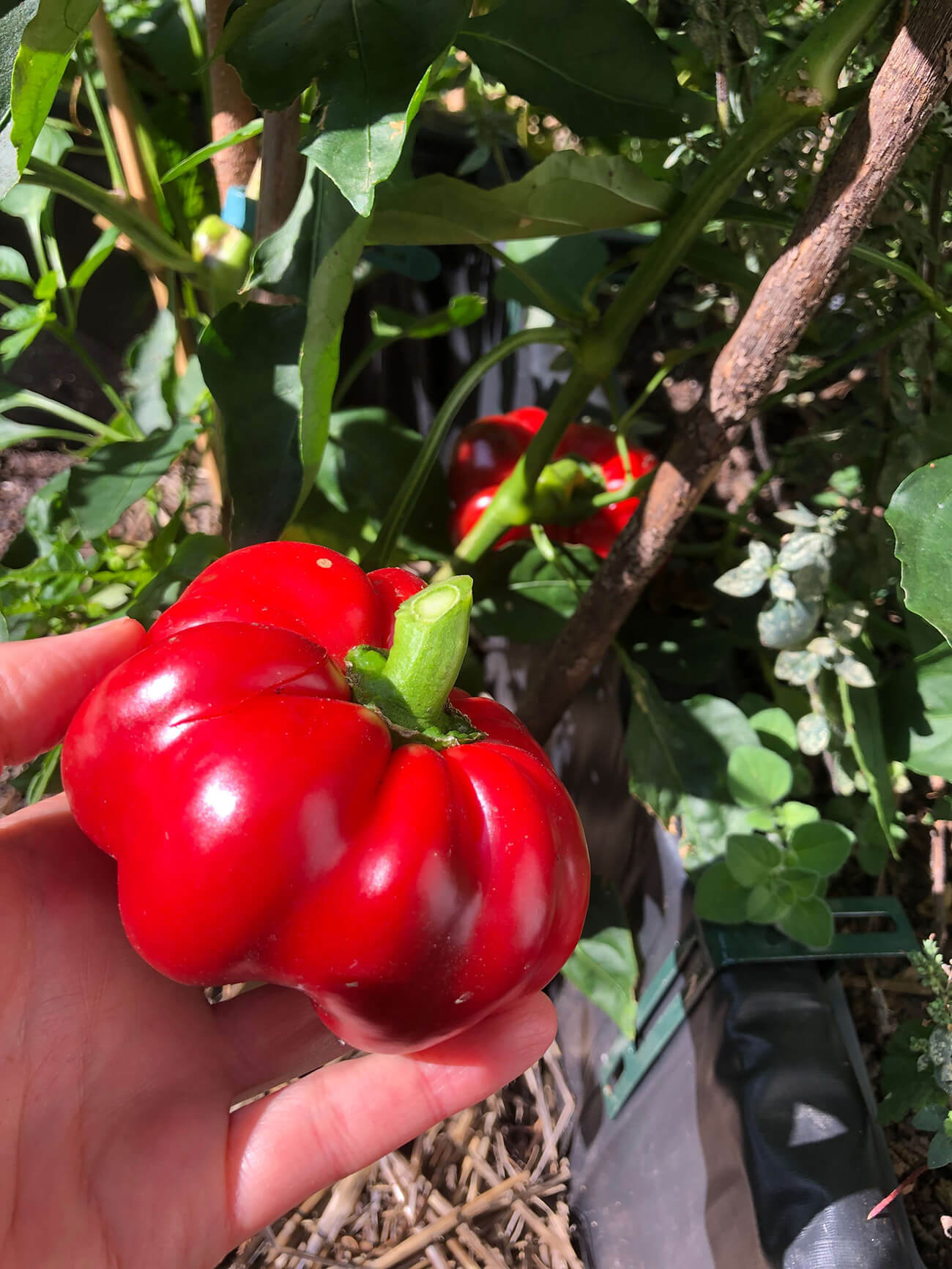 Paprika "Liebesapfel" aus dem Hochbeet von Kerstin Eitner