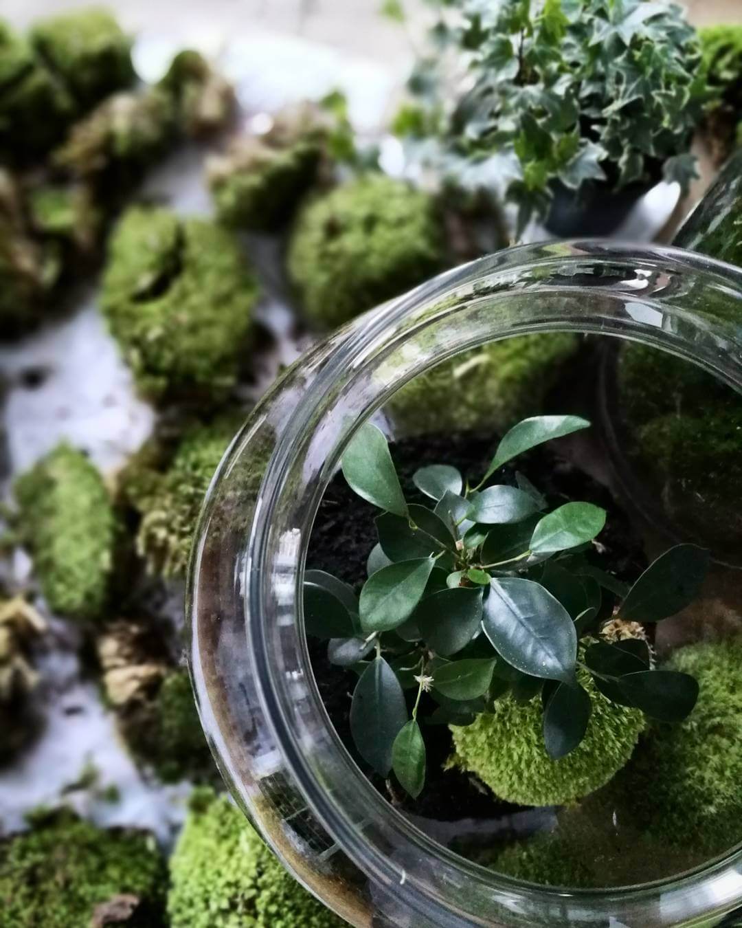 Blick in einen Flaschengarten von capsule gardens