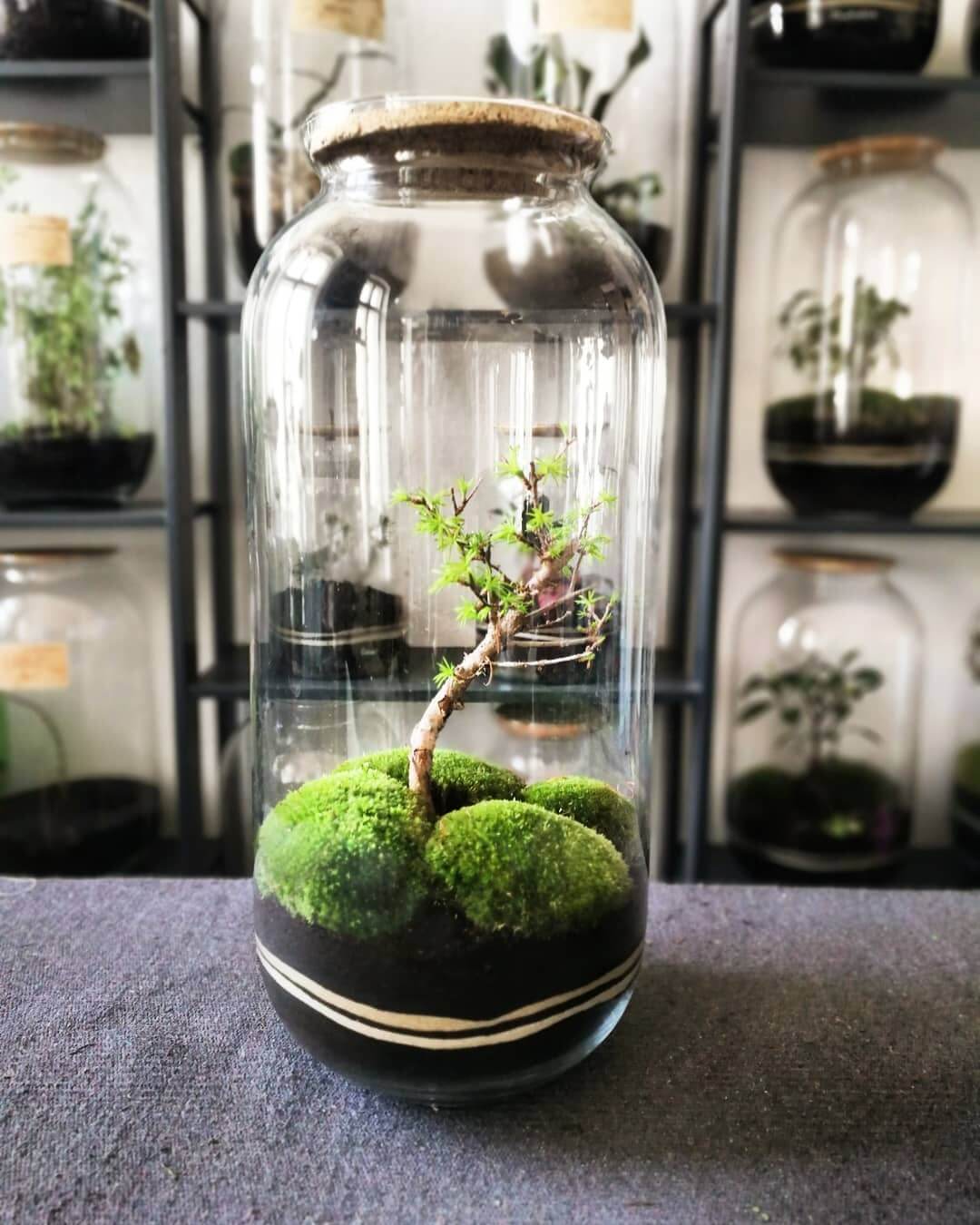 Flaschengarten mit Bonsai von capsule gardens