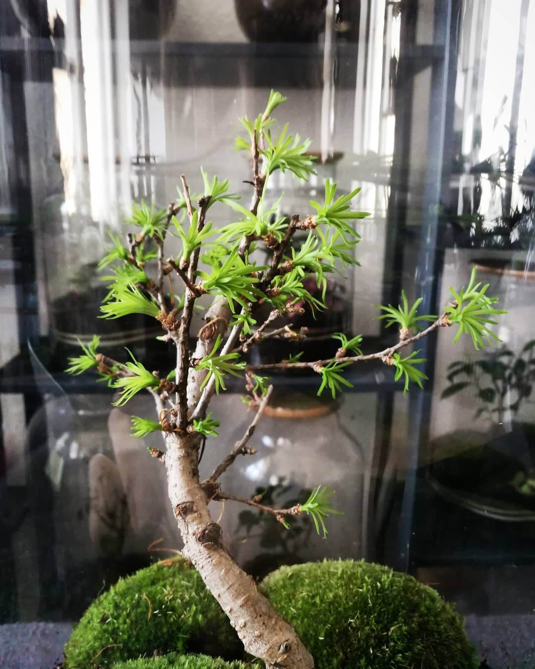 Flaschengarten mit Bonsai von capsule gardens