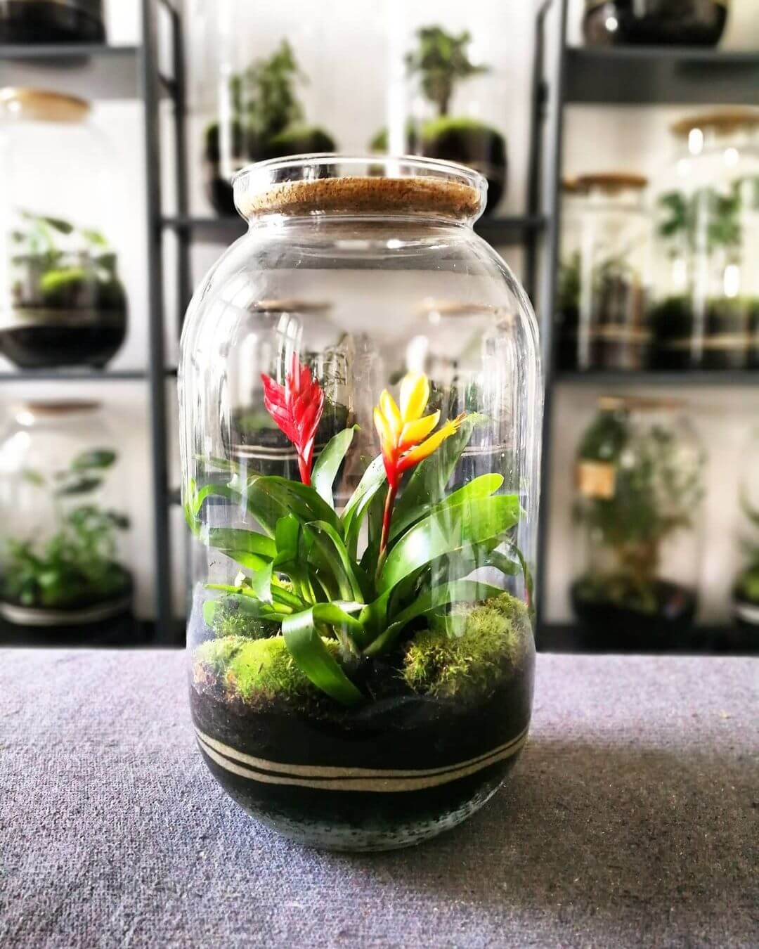 Flaschengarten mit Bromelia von capsule gardens