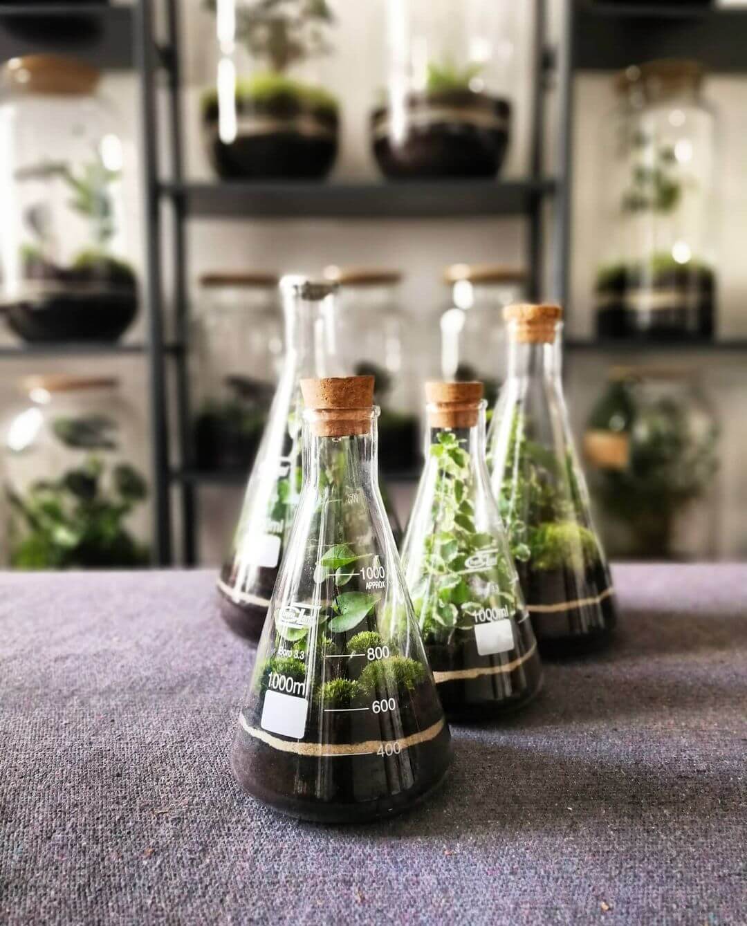 Flaschengarten von capsule gardens