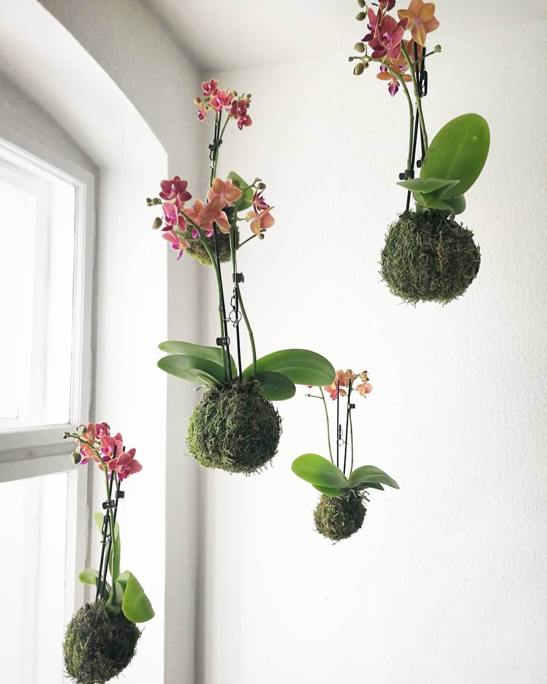 Kokedama mit Orchidee von capsule gardens