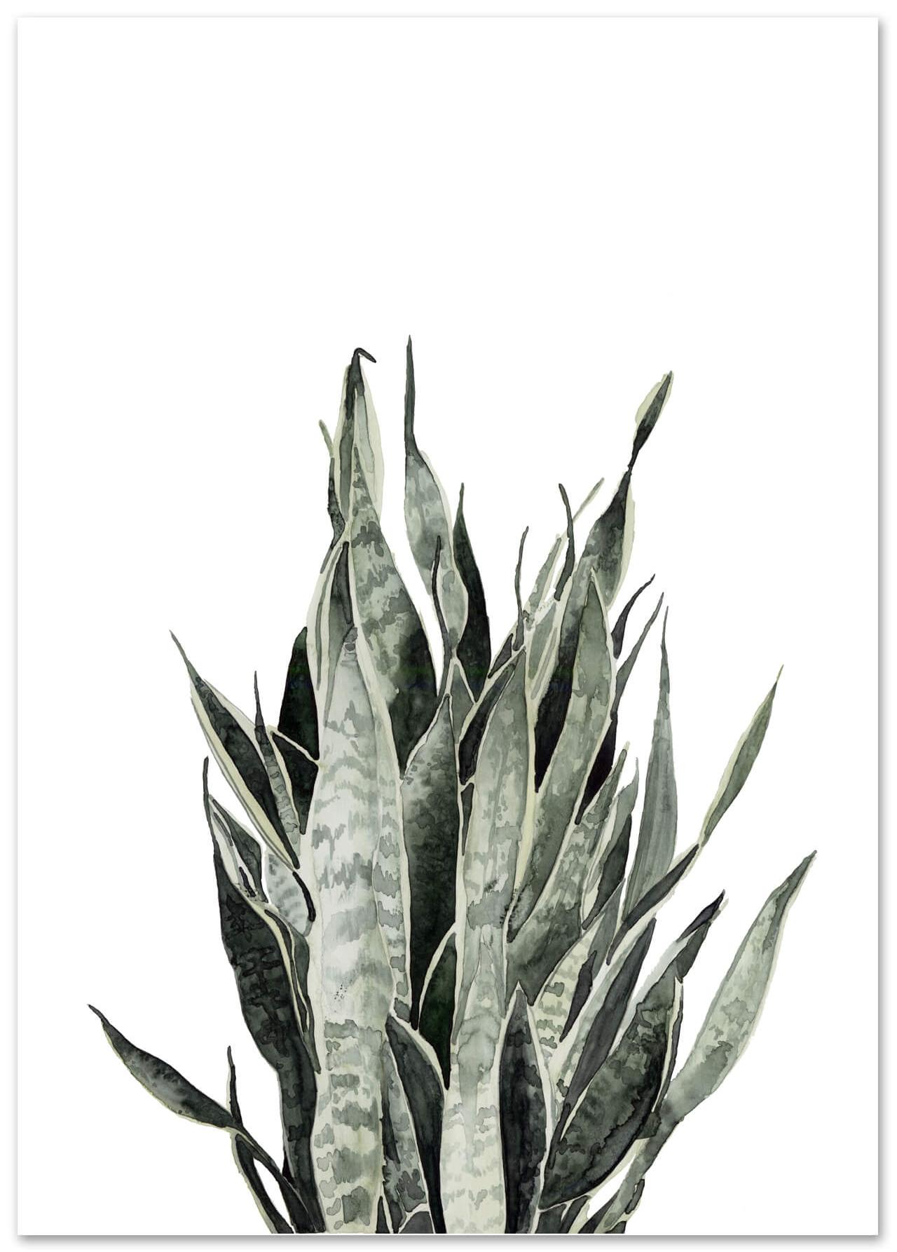Sansevieria von Leo la Douce