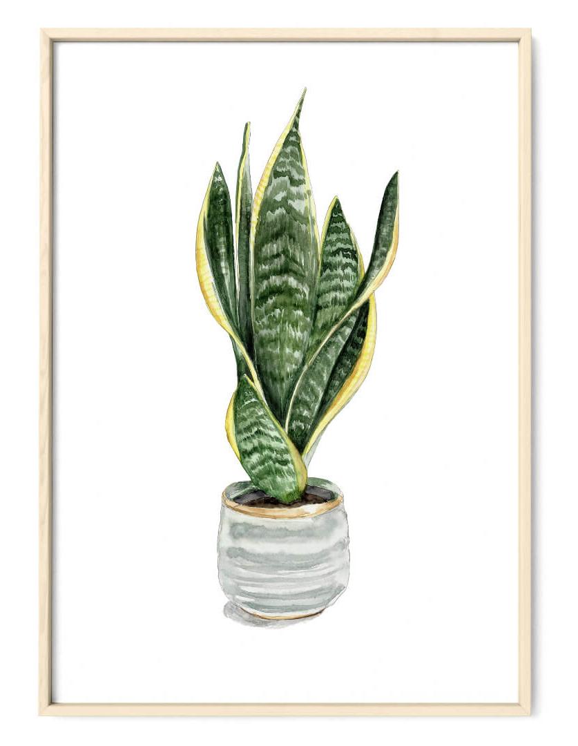 Sanseveria Bogenhanf Kunstdruck von Janine Sommer