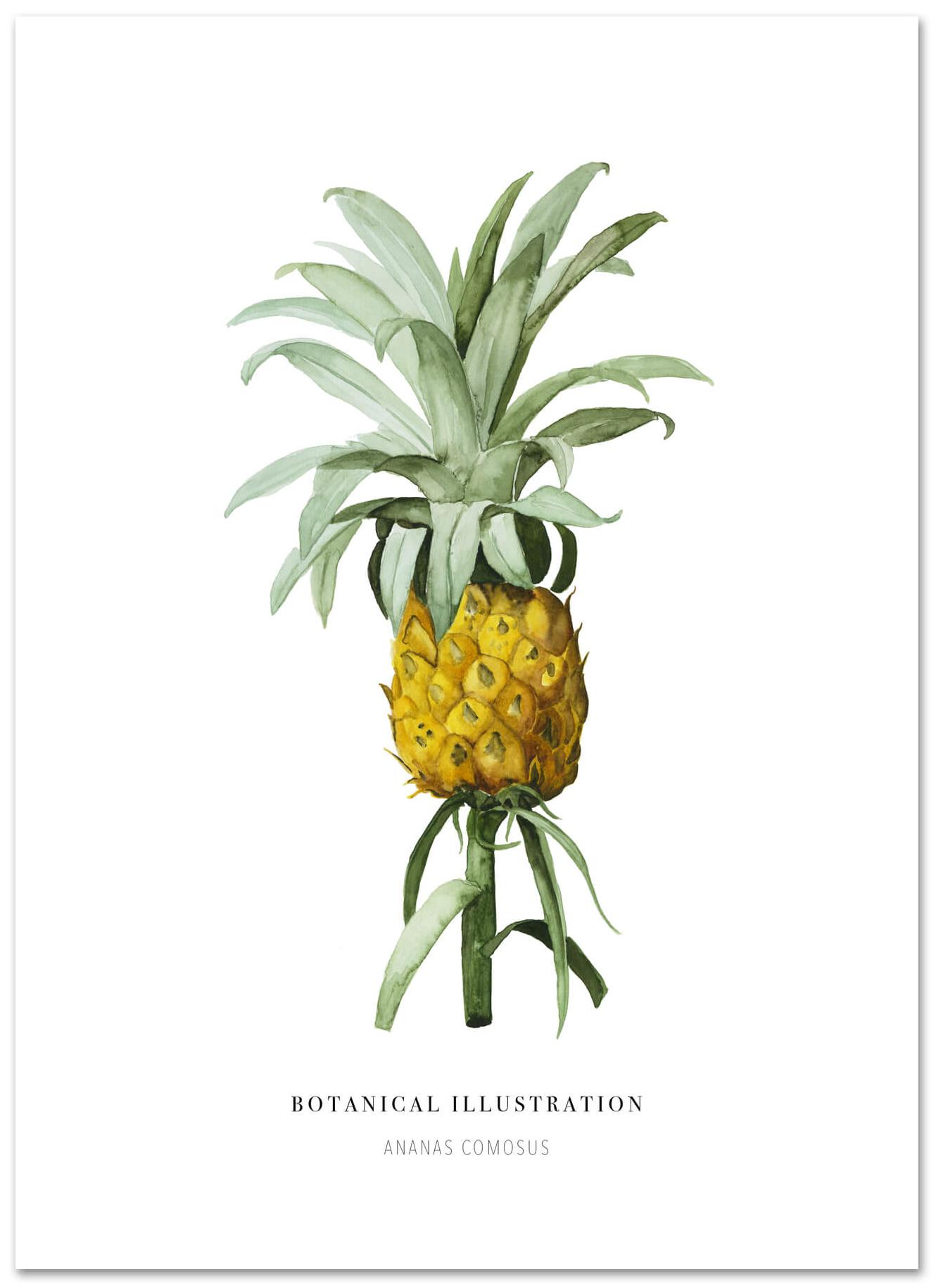 Ananas von Leo la Douce