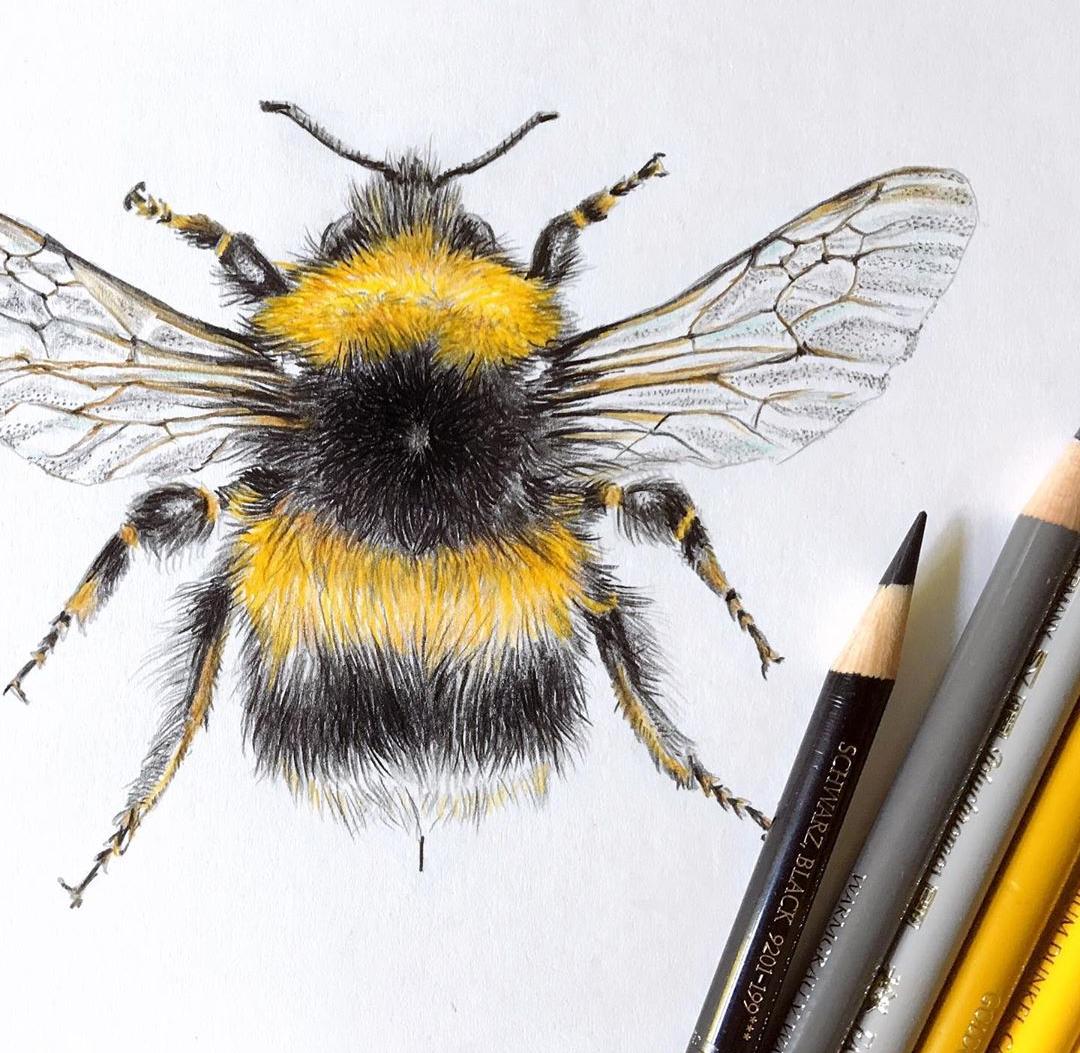 Hellgelbe Erdhummel (Bombus lucorum) © Janine Sommer Illustration