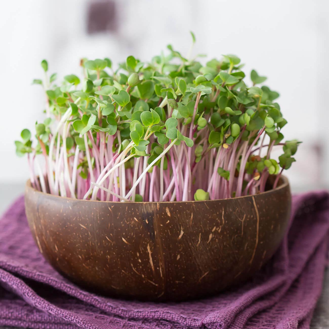 Microgreen Radieschen © Grow-Grow Nut