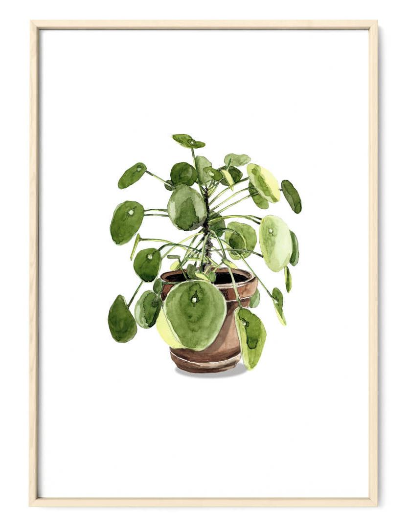 Pilea Kunstdruck von Janine Sommer