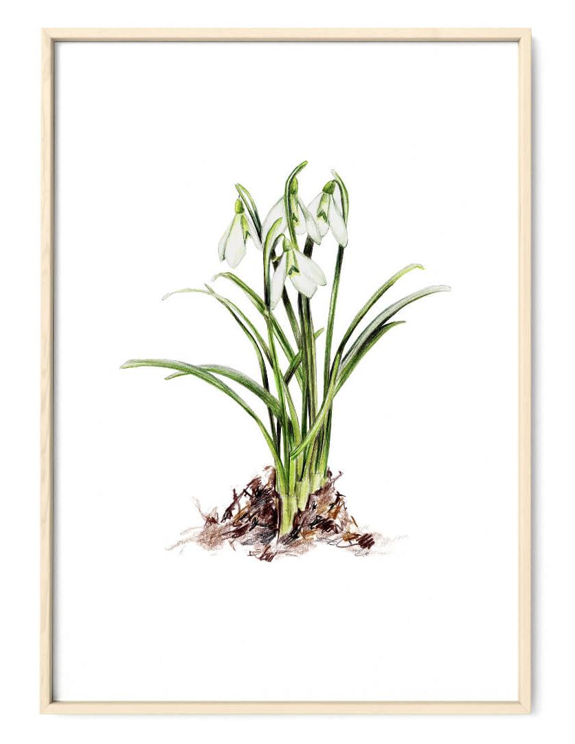 Schneeglöckchen Kunstdruck von Janine Sommer