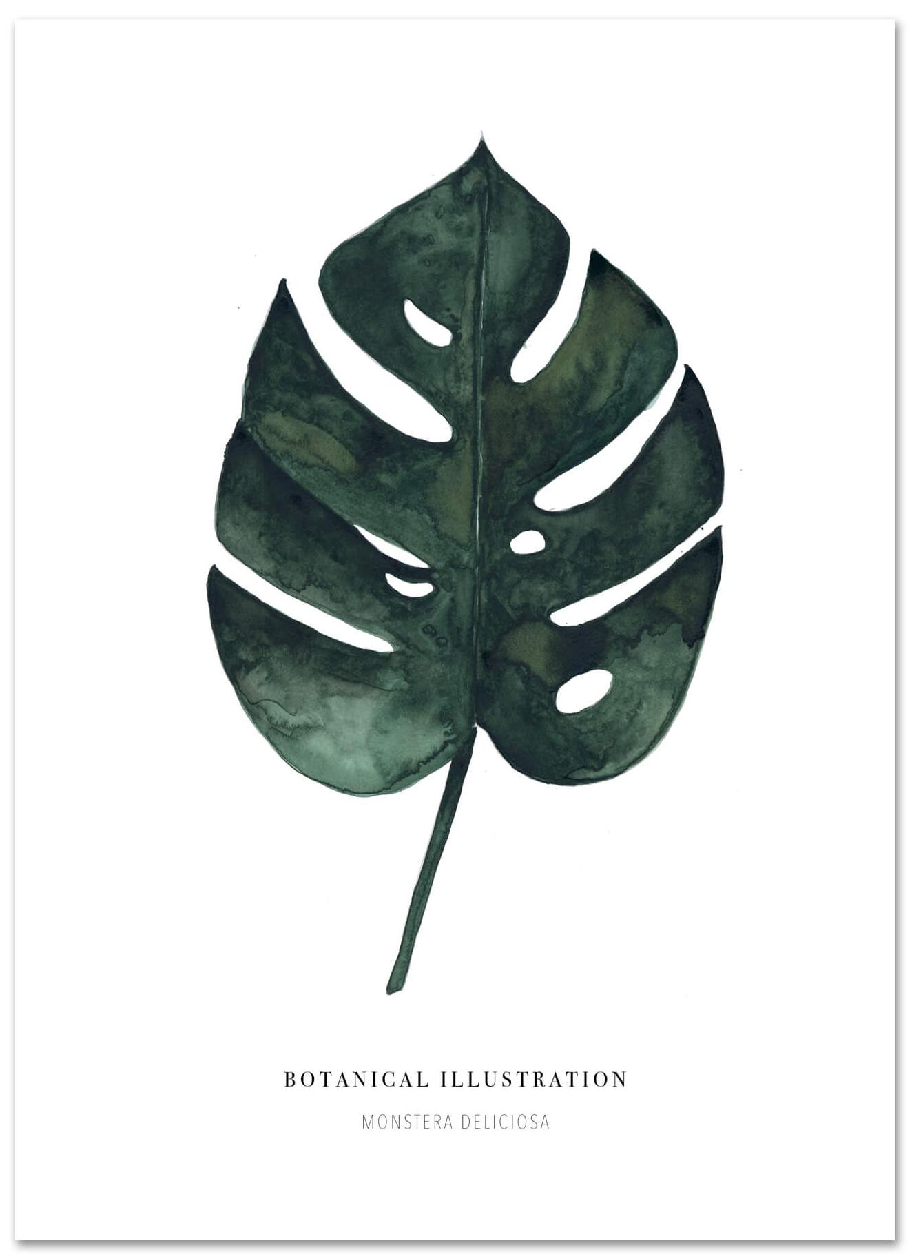 Monstera Deliciosa von Leo la Douce
